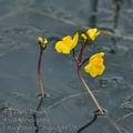 Utricularia_australis_bd4778