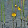 Utricularia_australis_bd6704