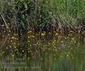 Utricularia_australis_be0680