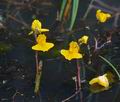 Utricularia_australis_k3543