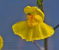 Utricularia_australis_k3549