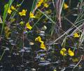 Utricularia_australis_k3559