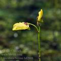 Utricularia_bremii_bd7908