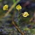 Utricularia_bremii_bd7946