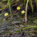 Utricularia_bremii_bd7954