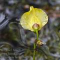 Utricularia_bremii_bd7978