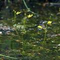 Utricularia_bremii_bd7990