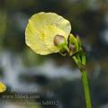 Utricularia_bremii_bd8012