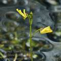 Utricularia_bremii_bd8015