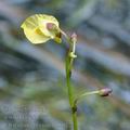 Utricularia_bremii_bd8022