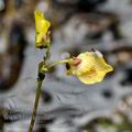 Utricularia_bremii_bd8027