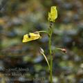 Utricularia_bremii_bd8037