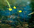 Utricularia_intermedia_4148