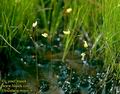 Utricularia_minor_4152