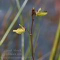 Utricularia_minor_bd5403