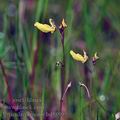 Utricularia_minor_bd5899