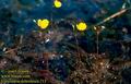 Utricularia_ochroleuca_713