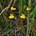 Utricularia_ochroleuca_bd5339