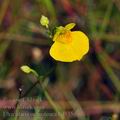 Utricularia_ochroleuca_bd5356