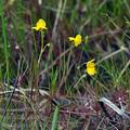 Utricularia_ochroleuca_bd5887