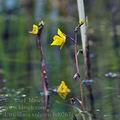 Utricularia_vulgaris_bd0267