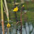 Utricularia_vulgaris_bd0269