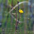 Utricularia_vulgaris_bd0272