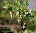 Vaccinium_myrtillus_4998