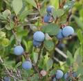 Vaccinium_uliginosum_ac2141