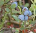 Vaccinium_uliginosum_ac2153