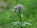 Valeriana_officinalis_a120