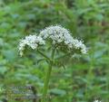 Valeriana_officinalis_ab1078