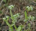 Valerianella_locusta_aa7017