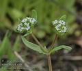 Valerianella_locusta_aa7019