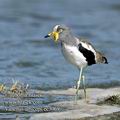 Vanellus_albiceps_ee3069