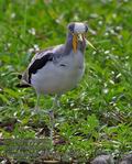 Vanellus_albiceps_pa2190587
