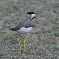 Vanellus_malarbaricus_fe0984