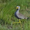Vanellus_senegallus_ba8267