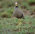 Vanellus_senegallus_db2951