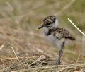 Vanellus_vanellus_bu0907
