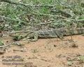 Varanus_albigularis_ad3397