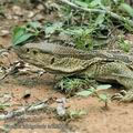 Varanus_albigularis_ad3398