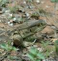 Varanus_albigularis_db7002