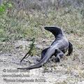 Varanus_bengalensis_fe1093