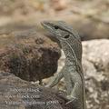 Varanus_bengalensis_g0995