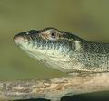 Varanus_mertensi_ab4652