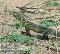 Varanus_niloticus_db6937