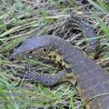 Varanus_niloticus_fb0005