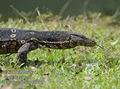 Varanus_salvator_fd9753