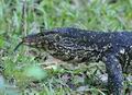 Varanus_salvator_fe2518